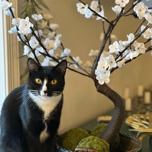 Meet your Posher, Isabella